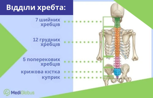Анатомія хребта розташування грижі в хребті