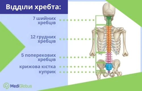 Анатомія хребта розташування грижі в хребті