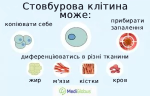 stemcell_capability_ukr В які клітини можуть перетворюватись стовбурові клітини
