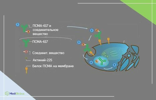 Как работает Актиний-225 Инфографика: Как работает Актиний-225