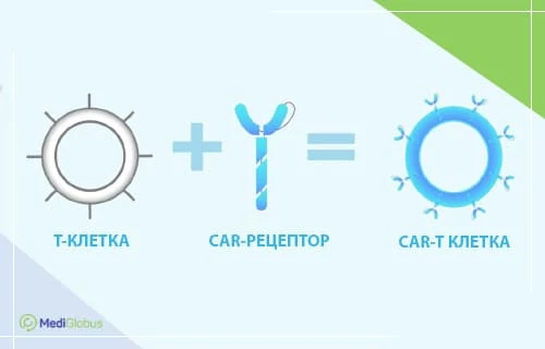Лечение рака головного мозга с помощью CAR-T терапии Инфографика описывает создание CAR-T клетки