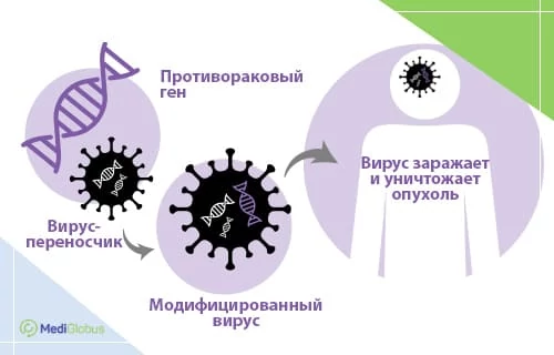 Как действует вирусная терапия Инфографика описывает принцип вирусной терапии