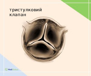 tricuspid_valve_ukr Трикуспідальний клапан