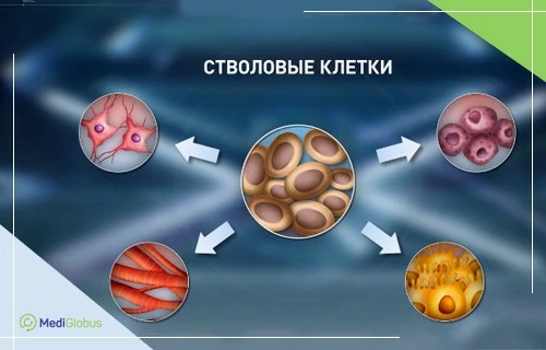 стволовые клетки в ортопедии