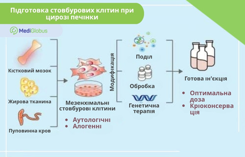 Стовбурові клітини при цирозі печінки На інфографіці показано процес підготовки мезенхімальних стовбурових клітин (МСК) для лікування цирозу печінки.