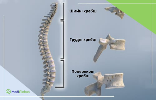 Анатомічна ілюстрація хребта: шийні, грудні та поперекові хребці