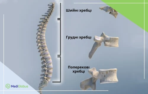 Анатомічна ілюстрація хребта: шийні, грудні та поперекові хребці