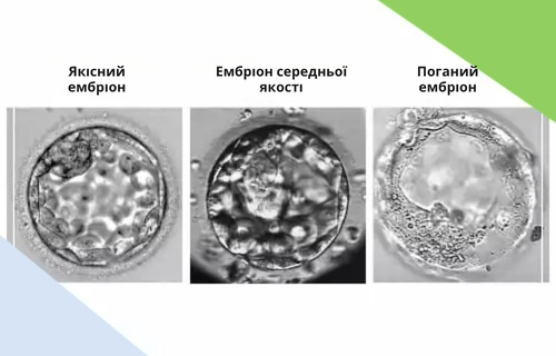 Якість ооцитів та ембріонів — ключовий фактор успішності ЕКЗ Три мікрофотографії ембріонів на стадії бластоцисти: ембріон високої якості, середньої якості та низької якості ембріон