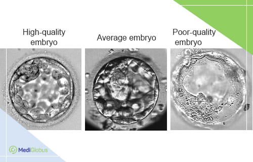 high-quality and low-quality embryos