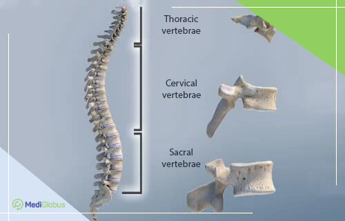 spinal cord segments