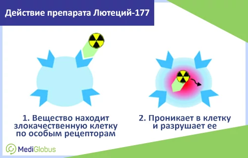 Особенности терапии рака поджелудочной железы с помощью Лютеция-177 Схематическая иллюстрация демонстрирует принцип действия радиофармацевтического препарата на основе лютеция-177