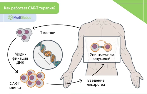 car-t терапия множественной миеломы