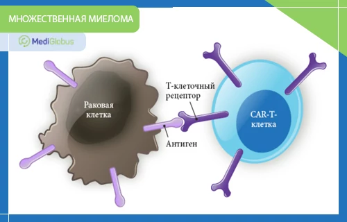 Лечение множественной миеломы Car T-клетками Схема механизма CAR-T-терапии при множественной миеломе: модифицированная CAR-T-клетка распознает и связывается с антигеном на поверхности раковой клетки.