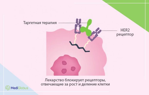 таргетная терапия HER2 позитивного рака груди
