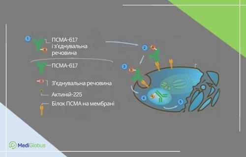 Знищення пухлини простати і метастазів за допомогою Актинію-225 Інфографіка про принцип дії Актинію-225 при знищенні пухлини простати і метастазів