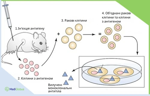 Як працює терапія модифікаторами біологічної відповіді? Схематична ілюстрація процесу отримання моноклональних антитіл: миші вводять антиген, клітини з антигеном зливаються з раковими клітинами, утворюючи гібриди, з яких виділяються антитіла