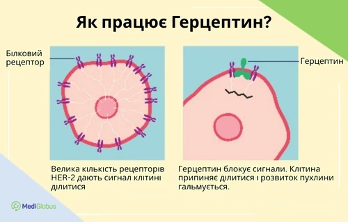 Біопрепарат Герцпетин при her-позитивному раку грудей Схематична ілюстрація дії препарату Герцептин: ліворуч зображено клітину з великою кількістю рецепторів HER‑2, праворуч — клітину, в якій Герцептин блокує сигнали поділу, сповільнюючи ріст пухлини.