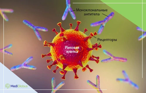 моноклональные антитела для лечения онкологии