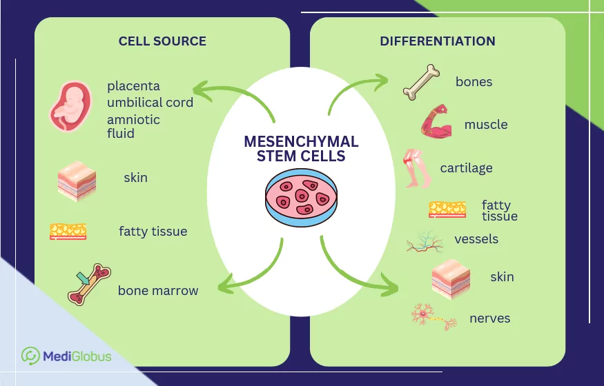 what are stem cells