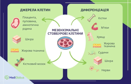 Що таке стовбурові клітини Інфографіка «Мезенхімальні стовбурові клітини». У центрі зображено чашку Петрі з клітинами. Зліва перелічено джерела їхнього отримання: плацента/пуповина, шкіра, жирова тканина та кістковий мозок. Справа вказано напрямки диференціації: кістки, м’язи, хрящі, жирова тканина, судини, шкіра та нерви.