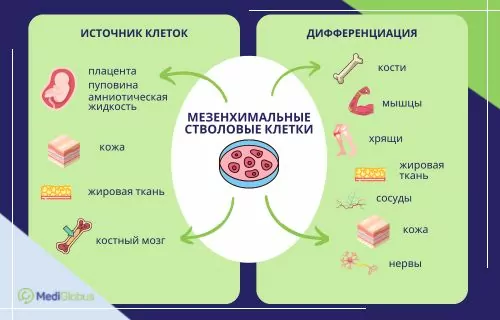 стволовые клетки бесплодие