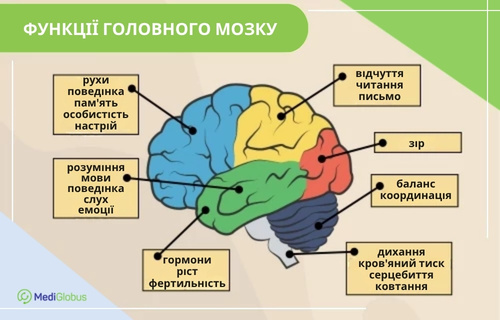 Функції головного мозку Інфографіка: Функції головного мозку. Різні частки органу позначені окремими кольорами та підписані. Лобна частка відповідає за рухи та пам’ять, тім’яна — за відчуття, потилична — за зір, скронева — за мовлення, мозочок — за рівновагу, а стовбур — за дихання.