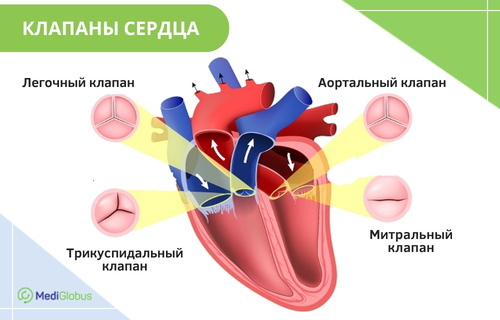 Иллюстрация строения сердца человека с указанием четырех клапанов: легочный, аортальный, трикуспидальный и митральный. Схематически показано расположение каждого клапана и направление движения крови по сосудам и камерам.